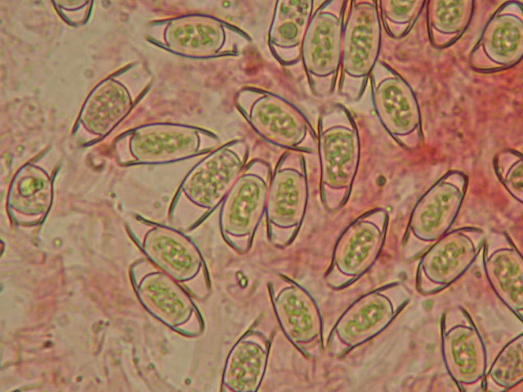 Sar� facile ....  ???   Quizzzz